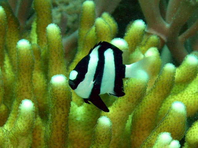 Hvidhalet Dascyllus (Dascyllus aruanus)